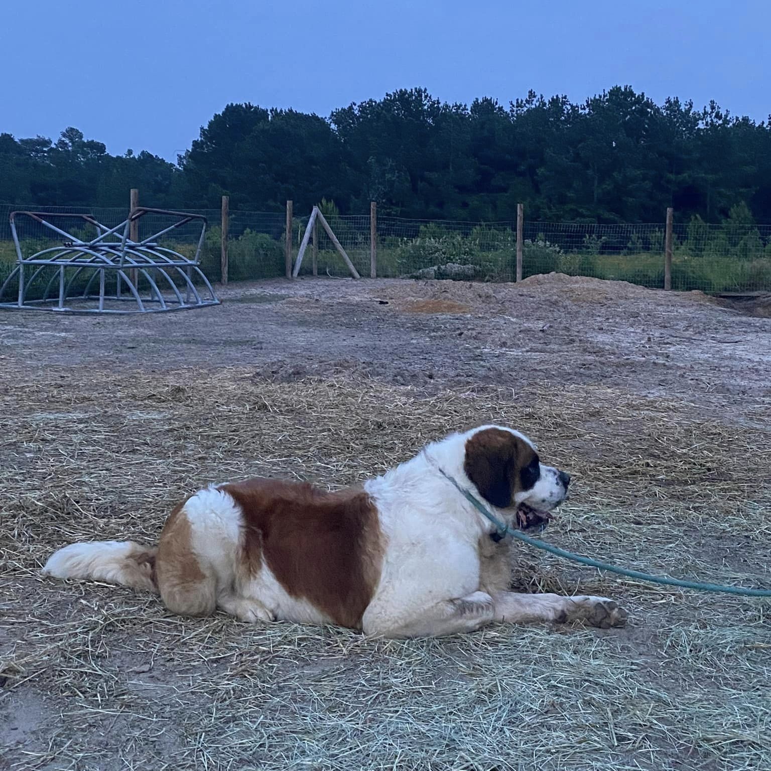 Beethoven, a Adoptable Saint Bernard in Willis, TX image 4/6