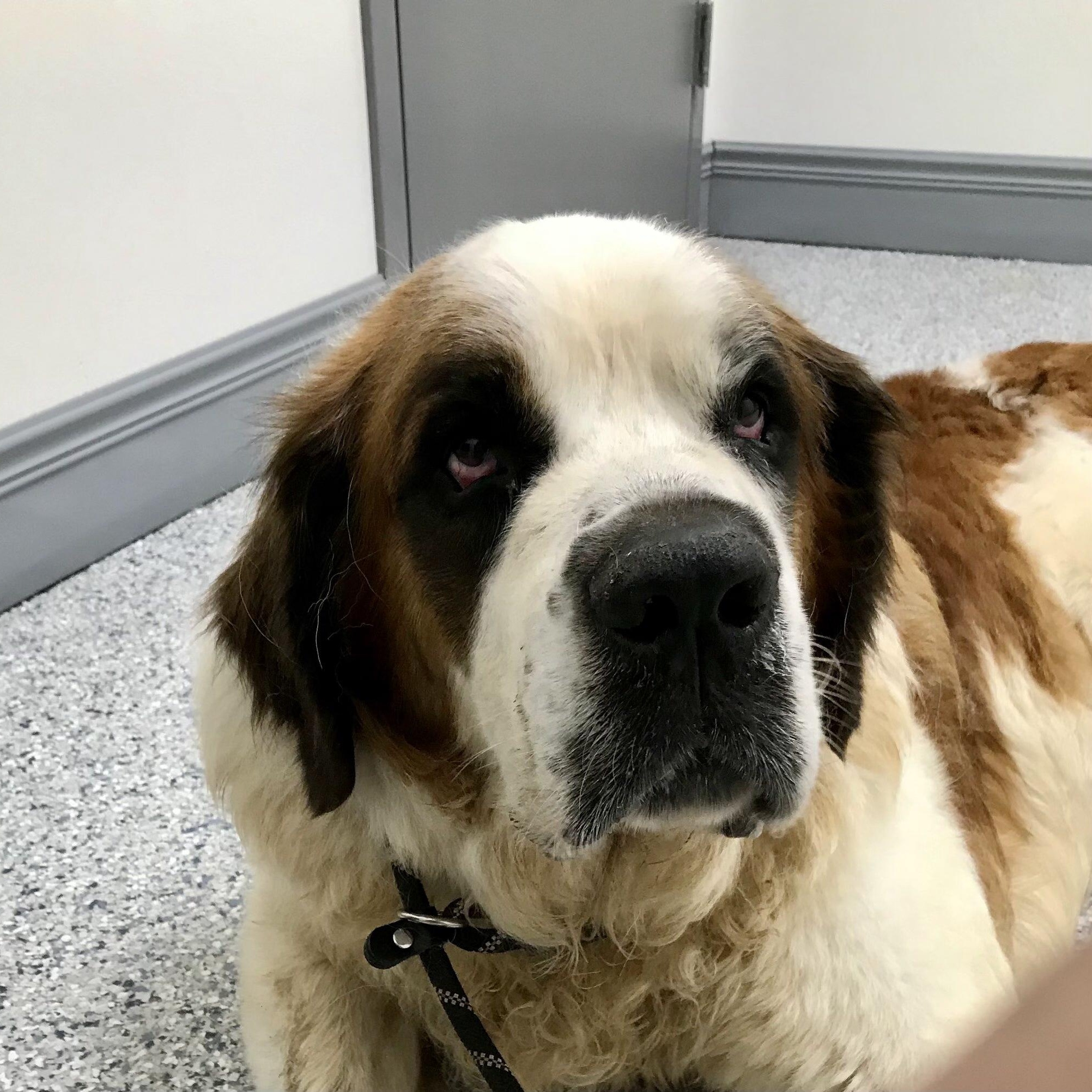 Beethoven, a Adoptable Saint Bernard in Willis, TX image 5/6