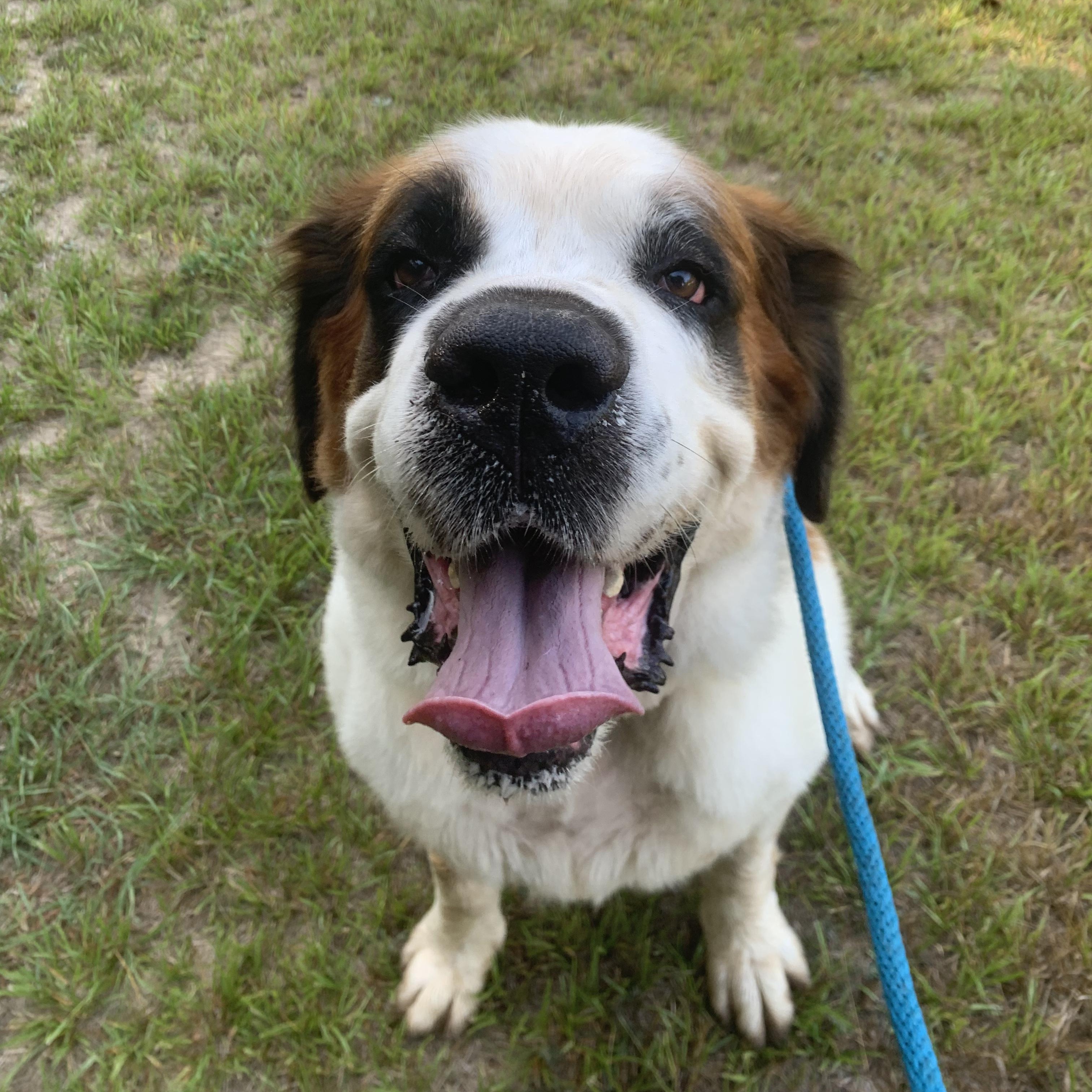 Beethoven, a Adoptable Saint Bernard in Willis, TX image 2/6