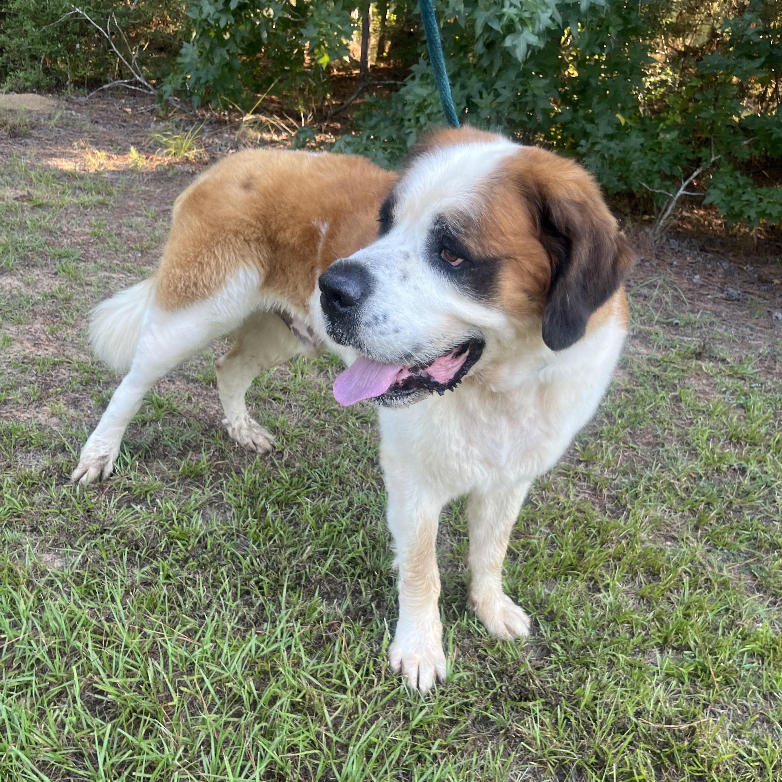 Beethoven, a Adoptable Saint Bernard in Willis, TX image 6/6