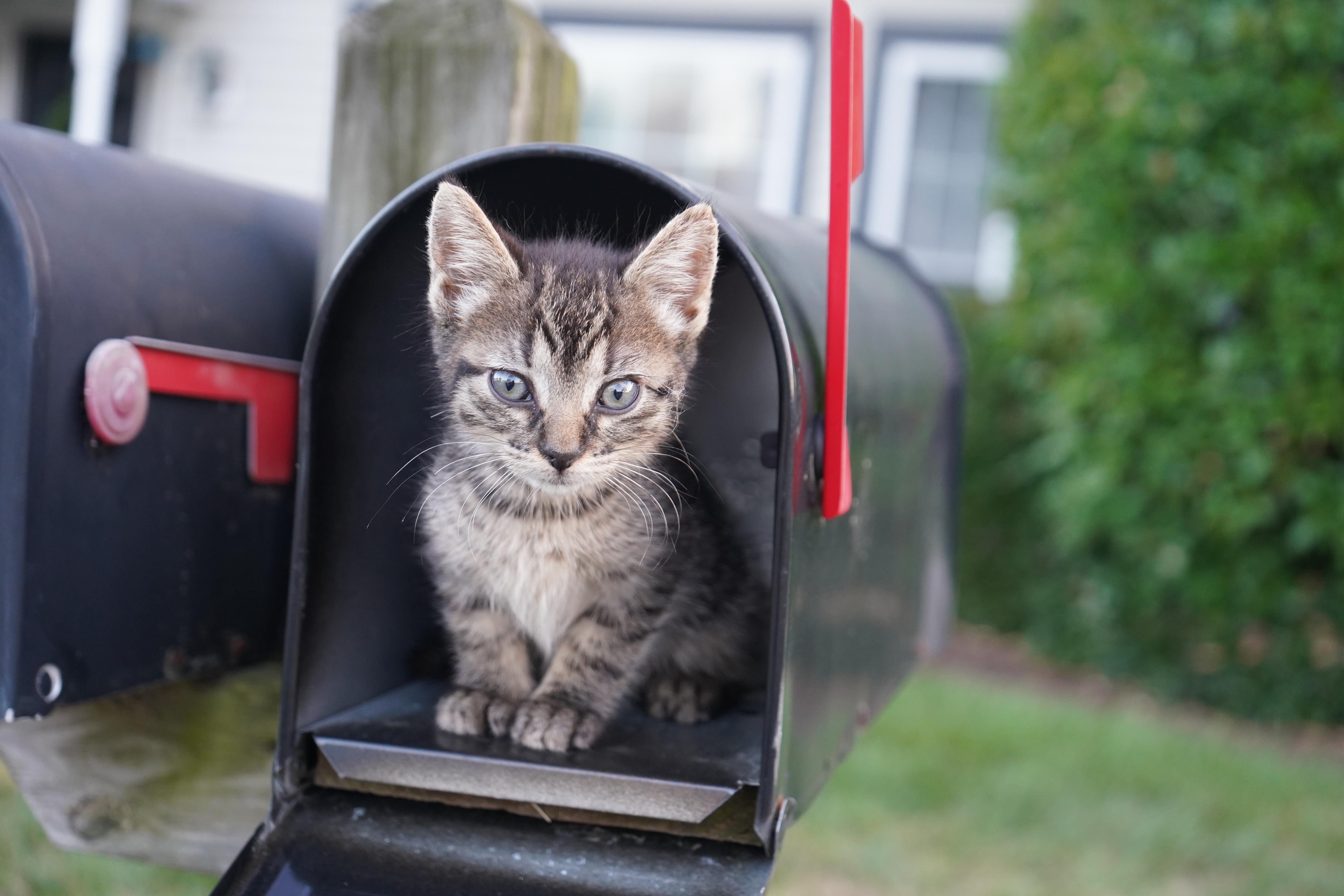 Photo of Baby Male American Shorthair Tabby (Brown / Chocolate)