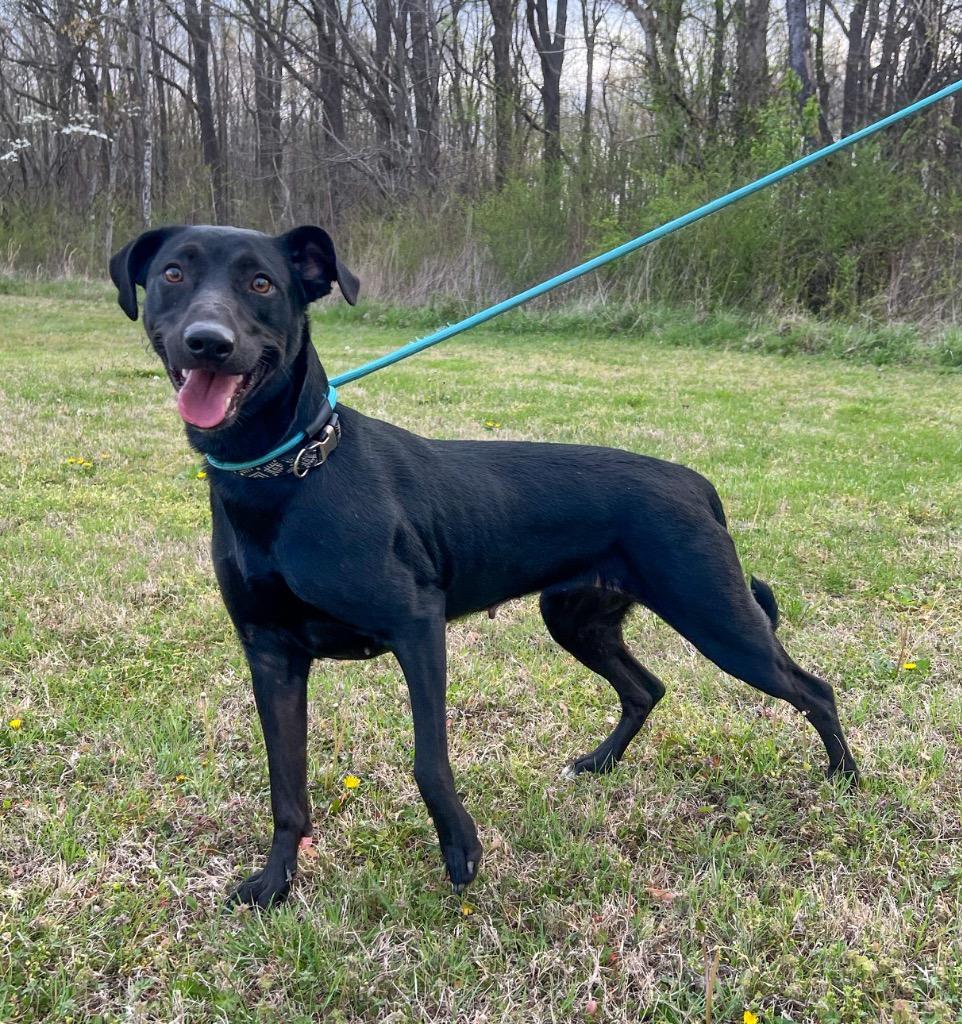 Enlarge Wednesday, a Adoptable mixed breed in Murray, KY image 1/3