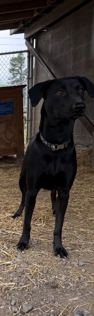 Enlarge Wednesday, a Adoptable mixed breed in Murray, KY image 2/3