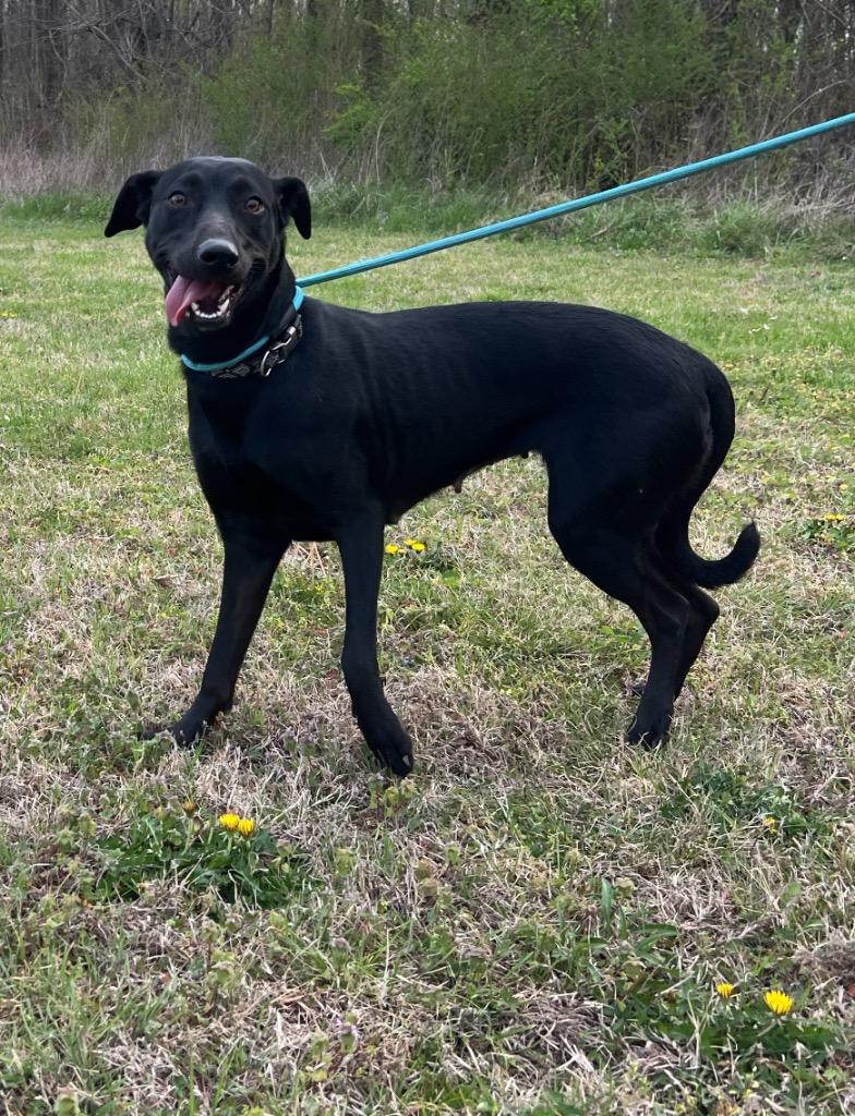 Enlarge Wednesday, a Adoptable mixed breed in Murray, KY image 3/3