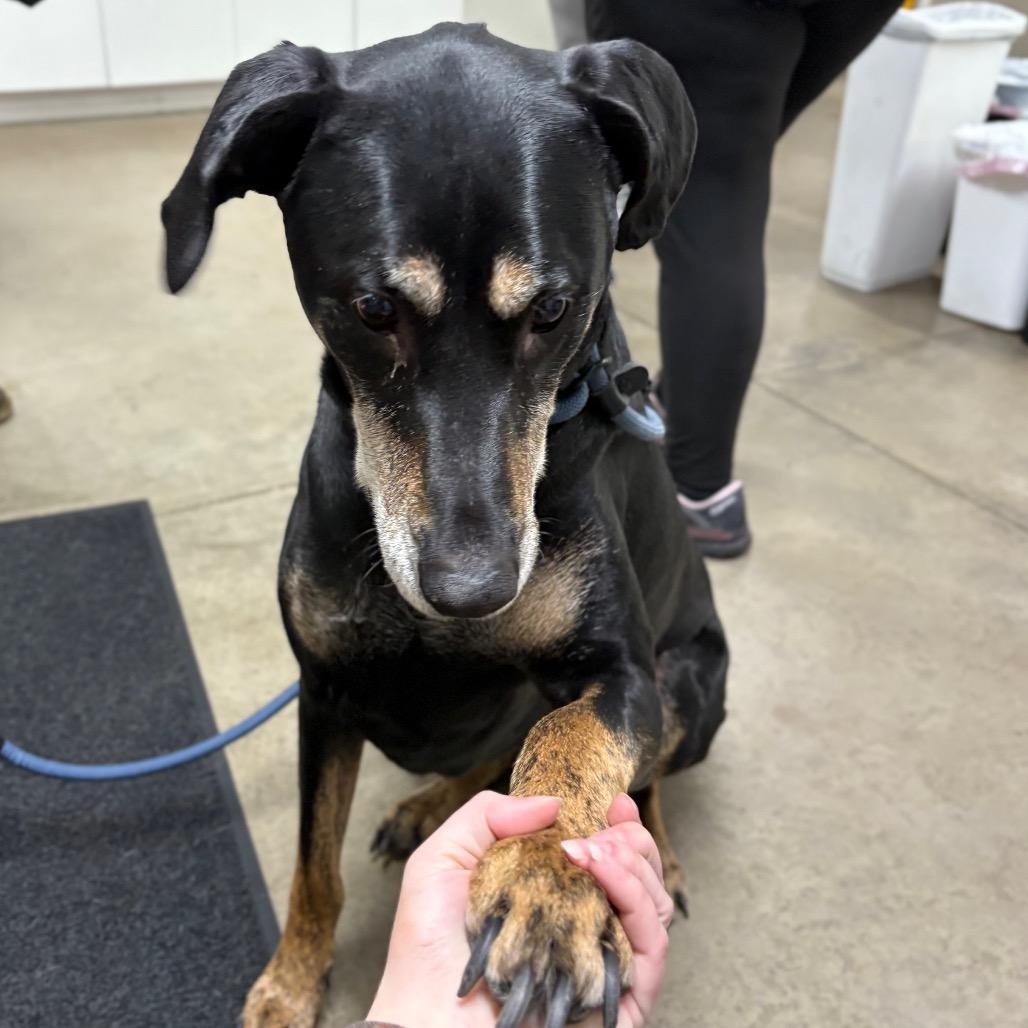 Zeek, a Adoptable Mixed Breed in Spokane, WA image 1/3