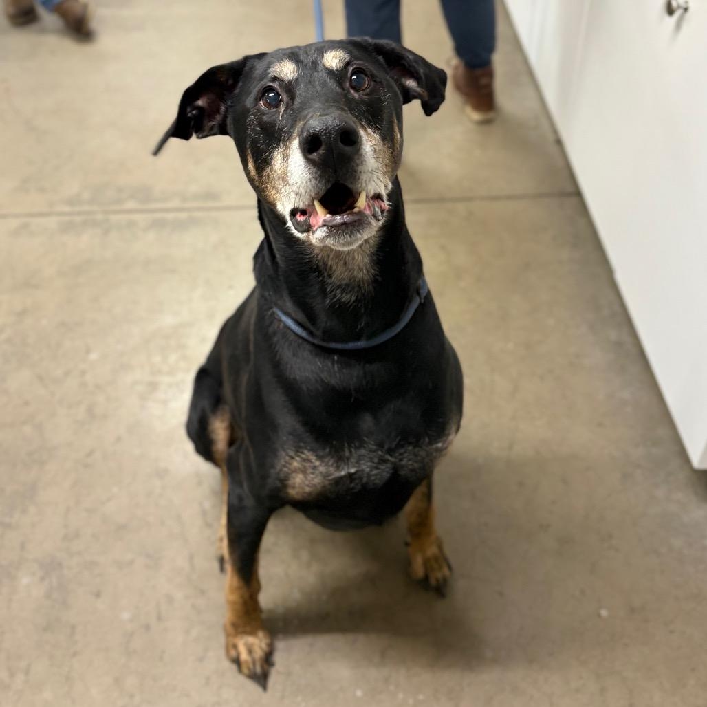 Zeek, a Adoptable Mixed Breed in Spokane, WA image 2/3