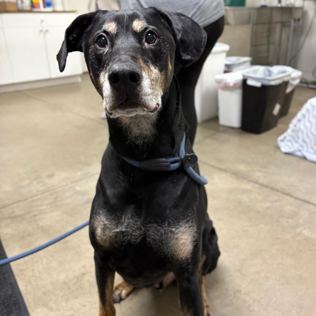 Zeek, a Adoptable Mixed Breed in Spokane, WA image 3/3