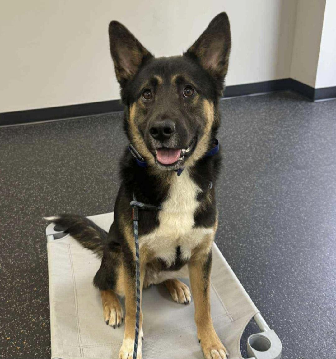 Enlarge Tom Tom, a Adoptable German Shepherd Dog in Roswell, GA image 5/5