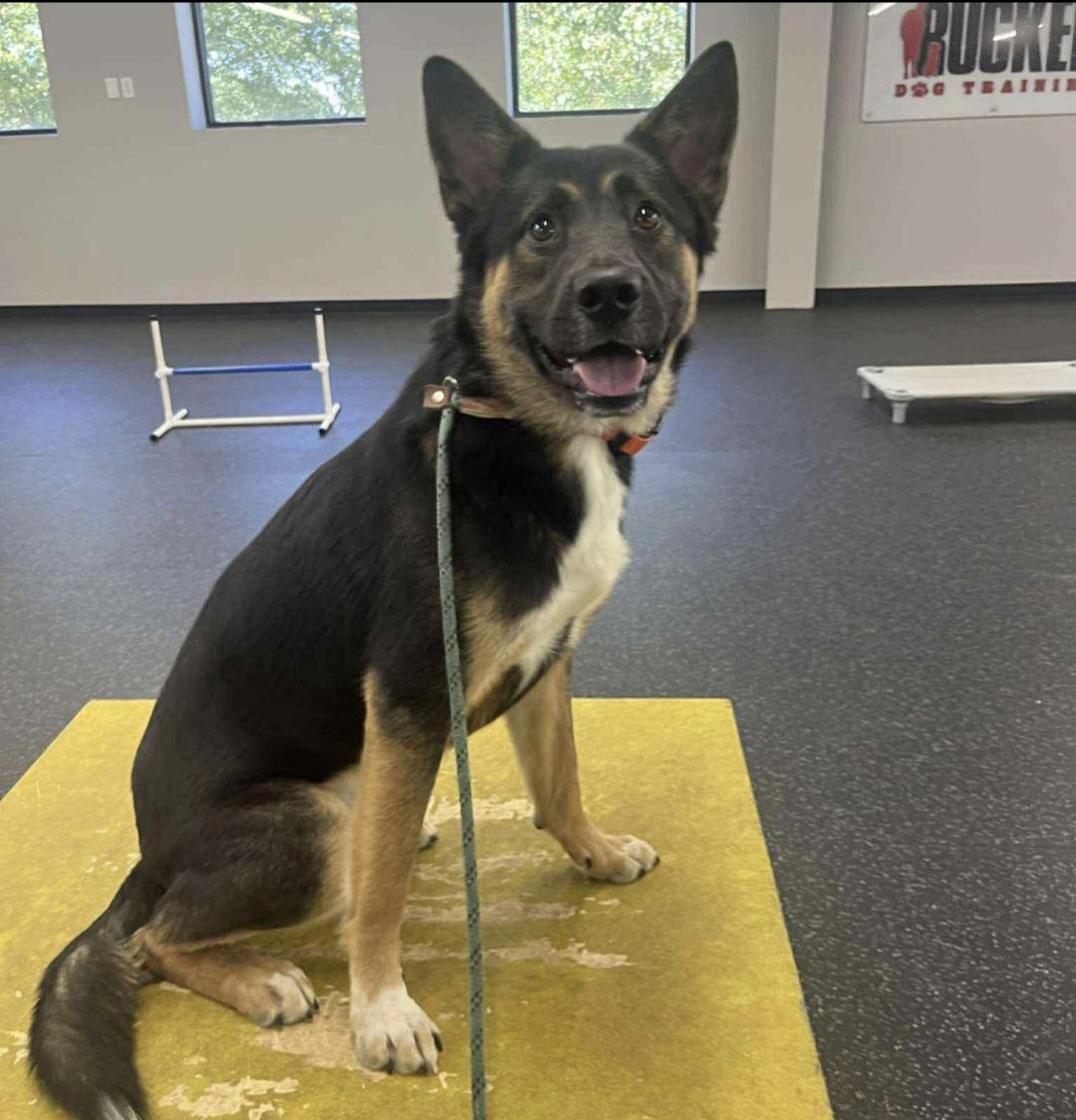Enlarge Tom Tom, a Adoptable German Shepherd Dog in Roswell, GA image 1/5