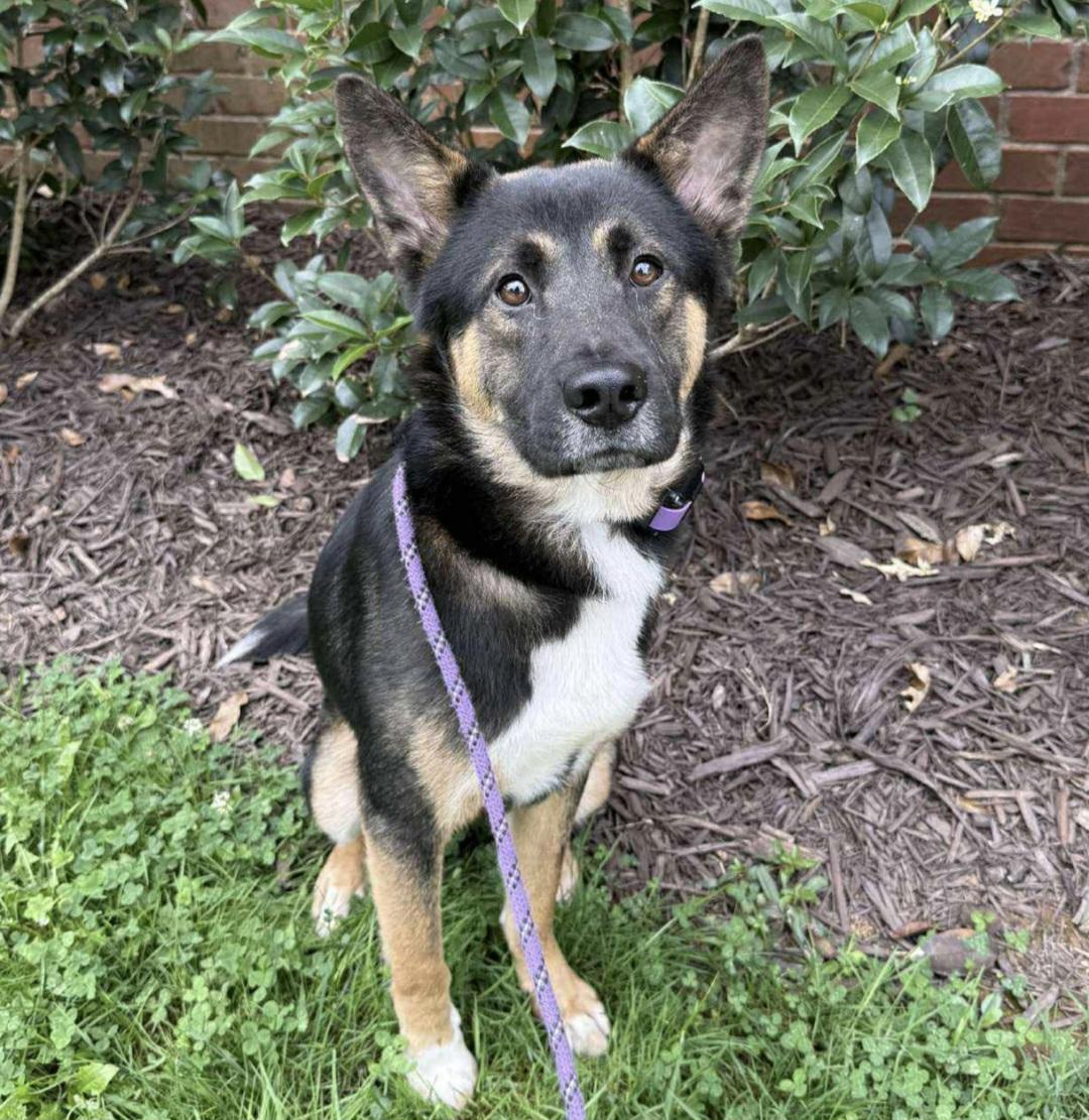 Enlarge Tom Tom, a Adoptable German Shepherd Dog in Roswell, GA image 2/5