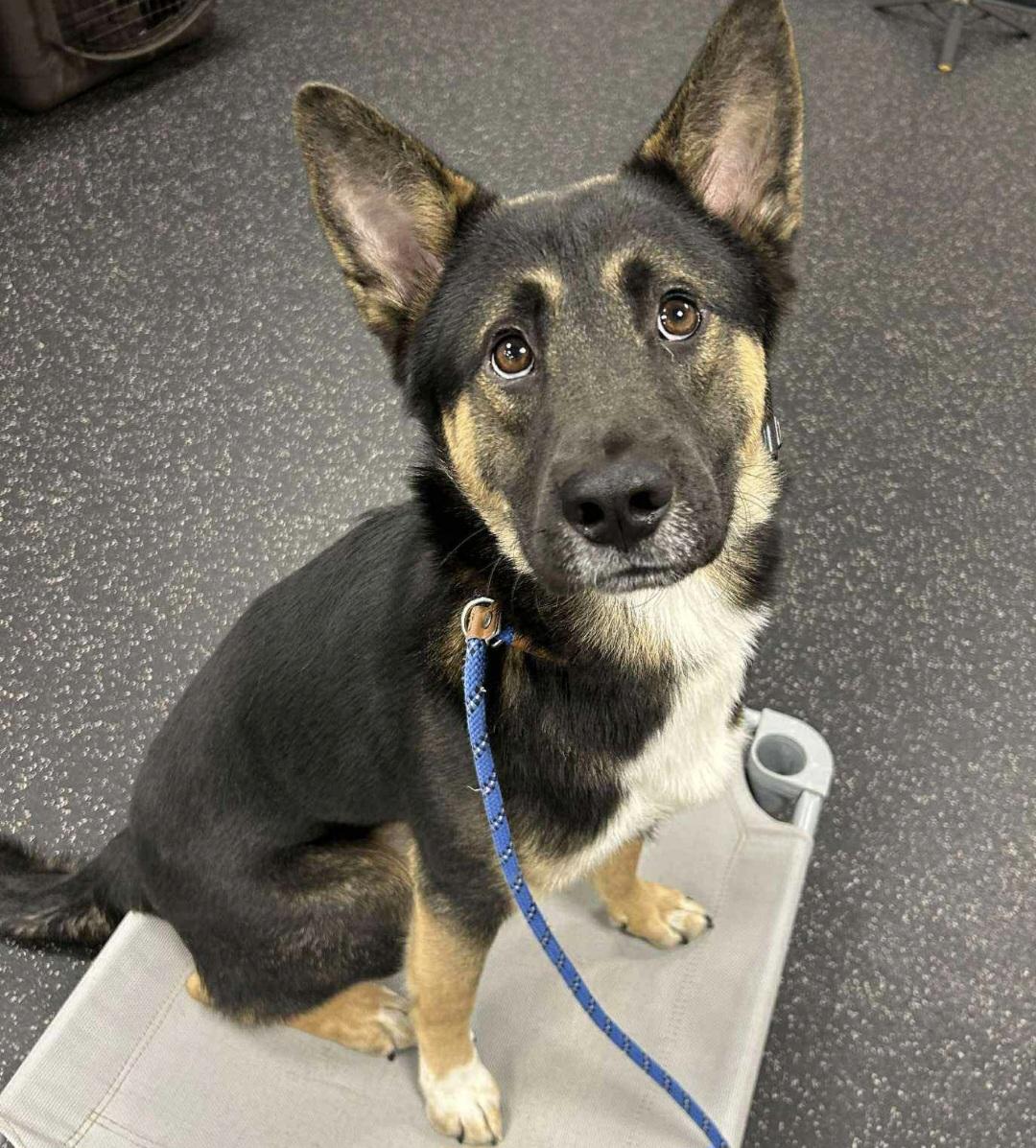 Enlarge Tom Tom, a Adoptable German Shepherd Dog in Roswell, GA image 3/5