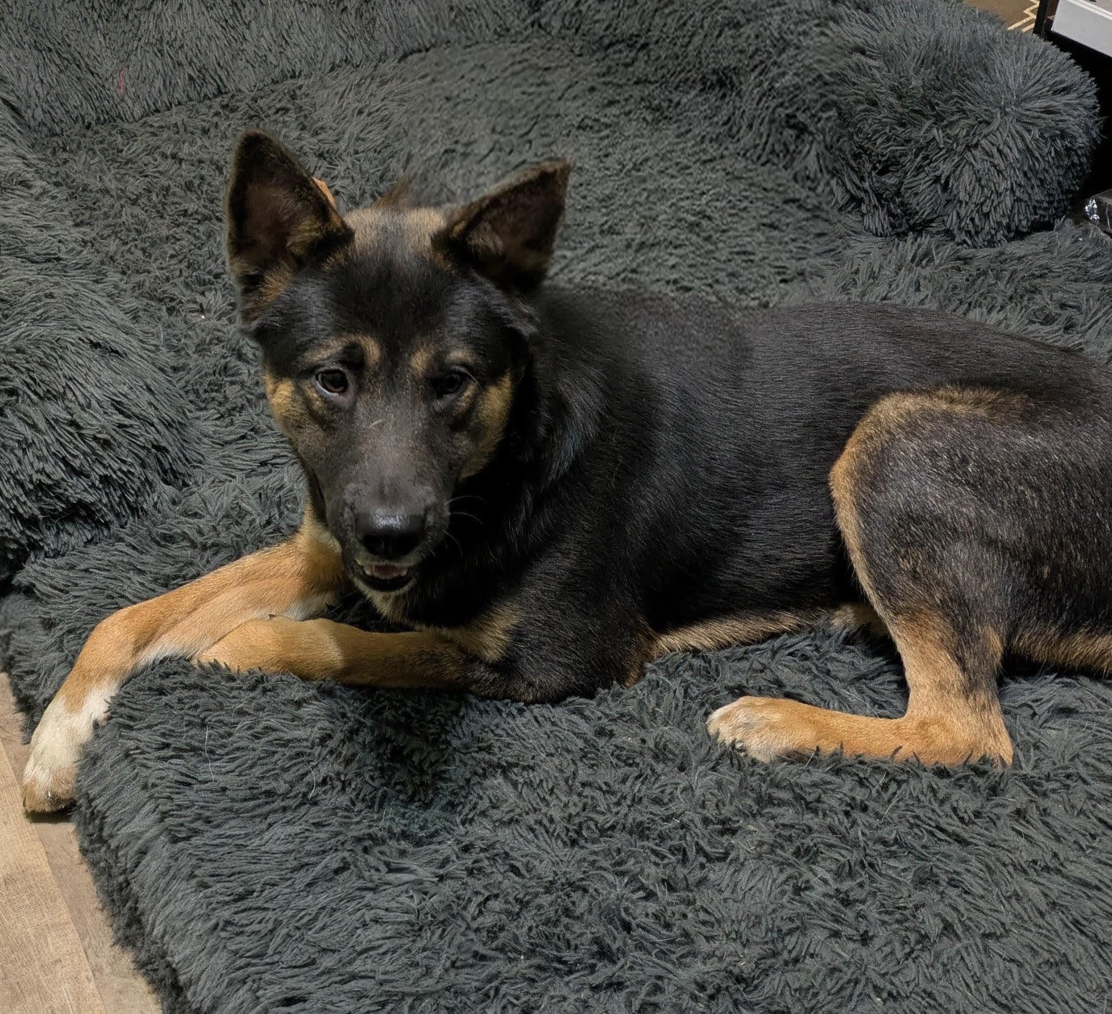 Enlarge Tom Tom, a Adoptable German Shepherd Dog in Roswell, GA image 4/5