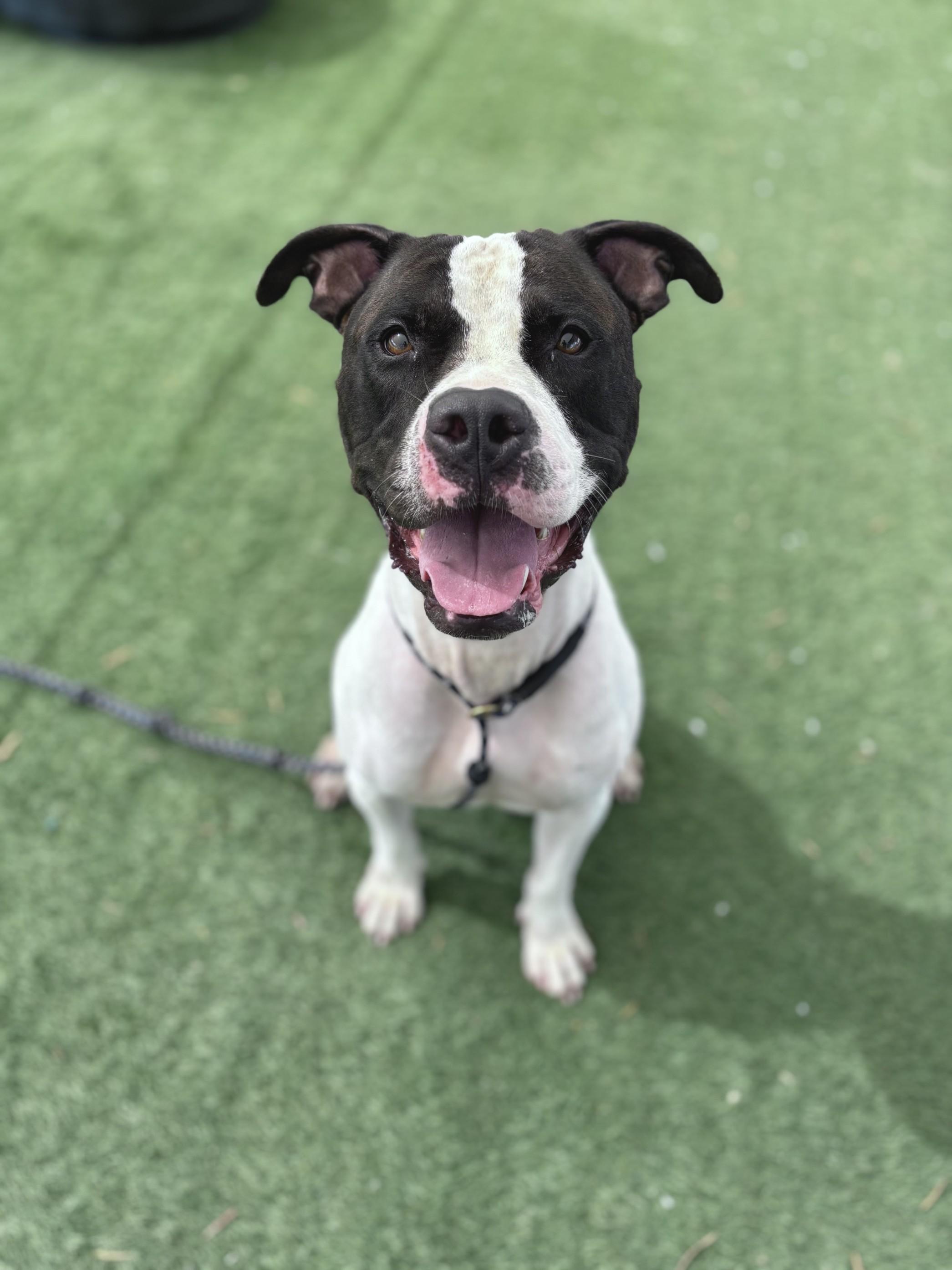 CALI, Adoptable, Adult Male Pit Bull Terrier.