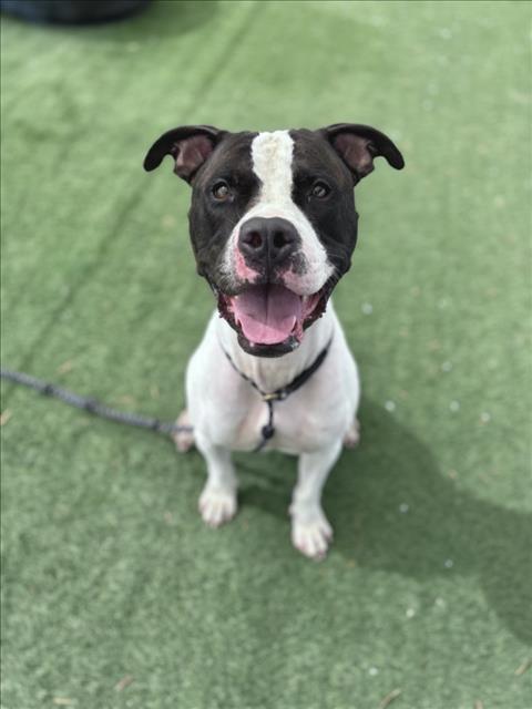 Enlarge CALI, a Adoptable Pit Bull Terrier in Los Angeles, CA image 1/1