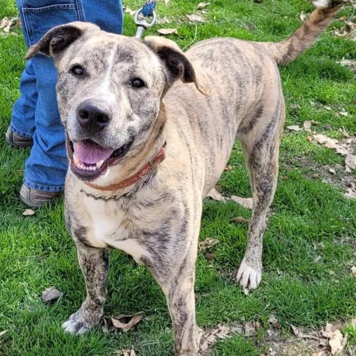 Groot — thumbnail 2