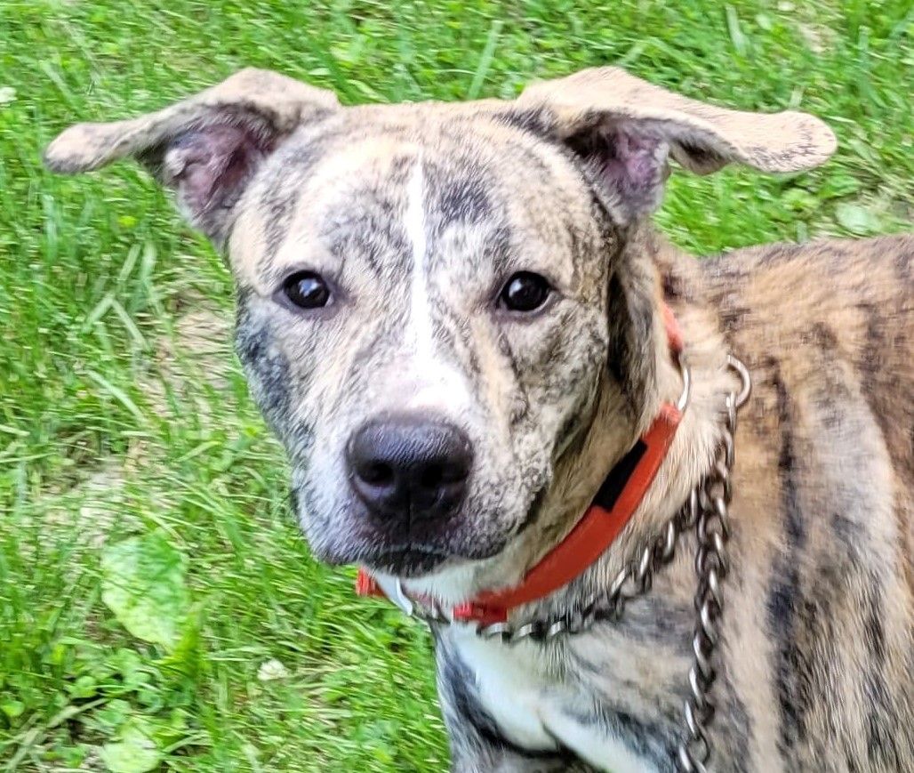 Groot — thumbnail 3