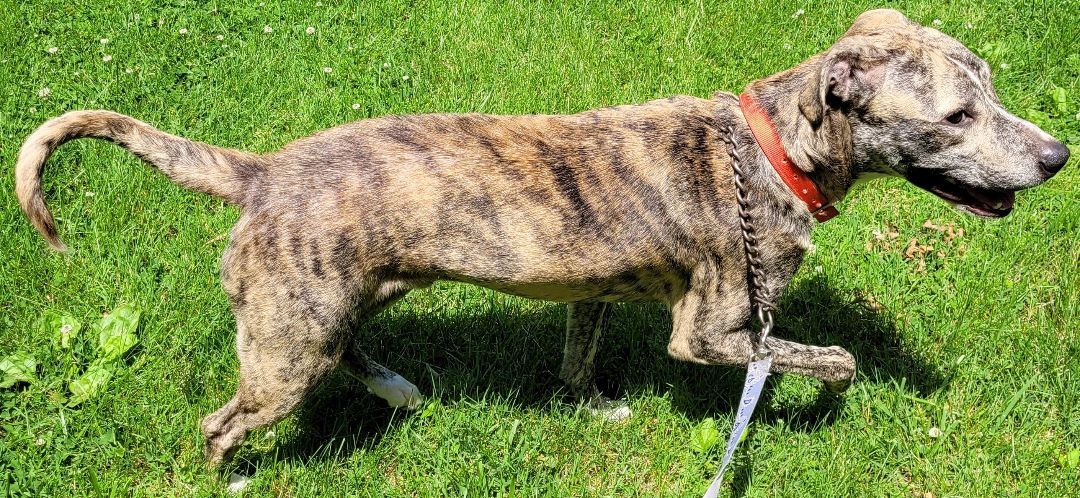 Groot — thumbnail 4