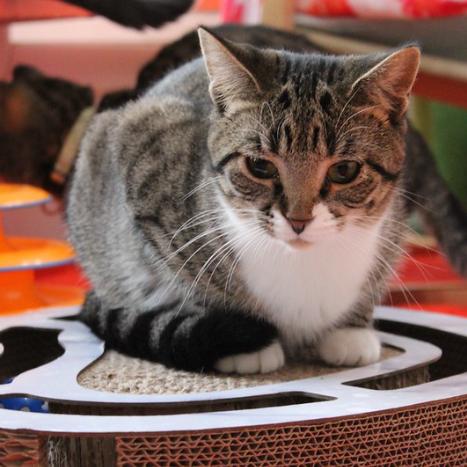 Enlarge Taco Belle, a Adoptable Domestic Short Hair in Defiance, OH image 1/6