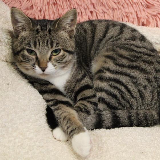 Enlarge Taco Belle, a Adoptable Domestic Short Hair in Defiance, OH image 2/6
