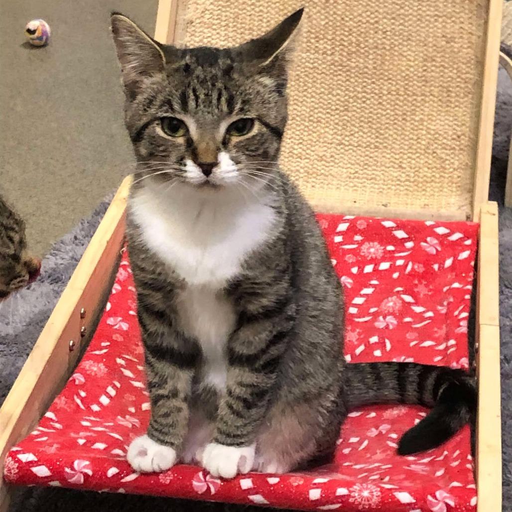 Enlarge Taco Belle, a Adoptable Domestic Short Hair in Defiance, OH image 3/6