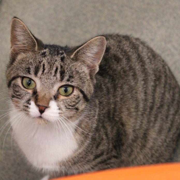 Enlarge Taco Belle, a Adoptable Domestic Short Hair in Defiance, OH image 5/6