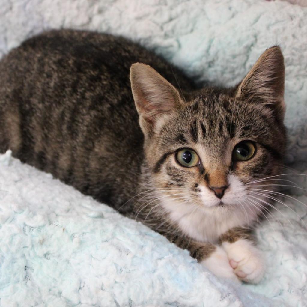 Enlarge Taco Belle, a Adoptable Domestic Short Hair in Defiance, OH image 6/6