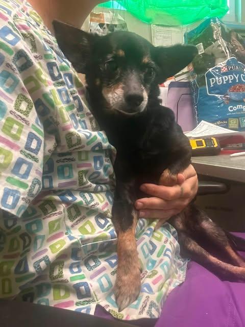 Enlarge Hyde, a Adoptable Chihuahua in Stratham, NH image 2/2