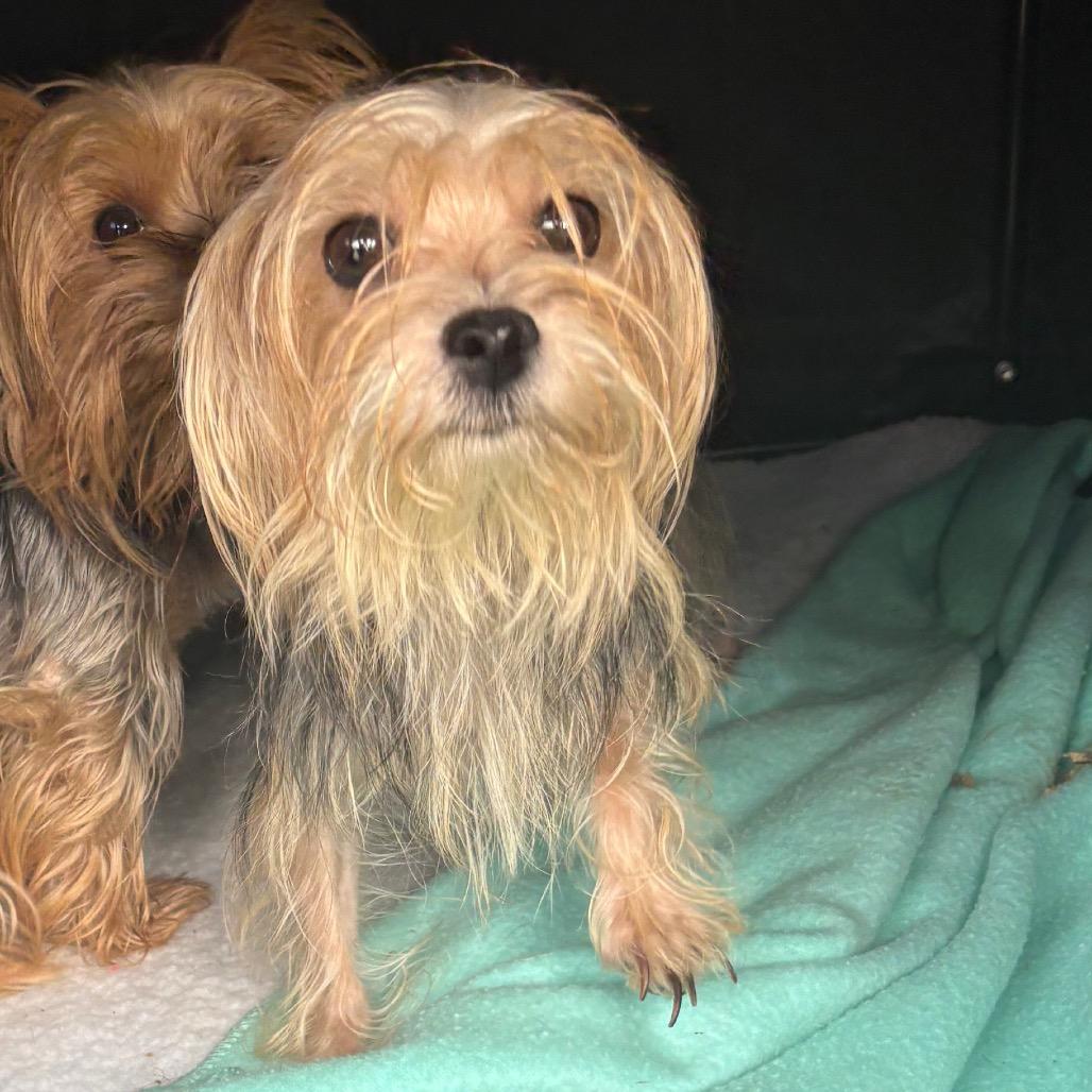 Wednesday, Adoptable, Adult Female Yorkshire Terrier.