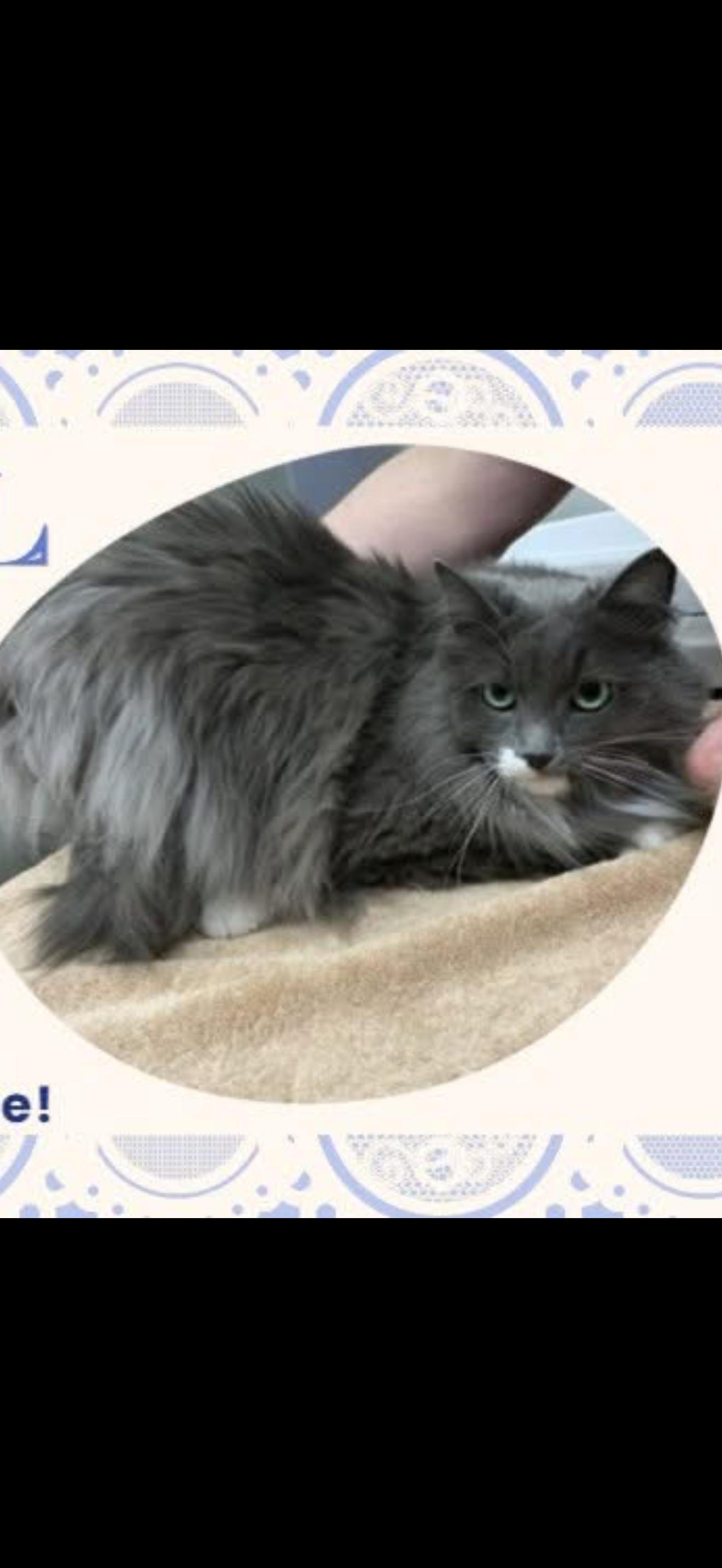 Enlarge Carol, a Adoptable mixed breed in Fairbanks, AK image 2/2