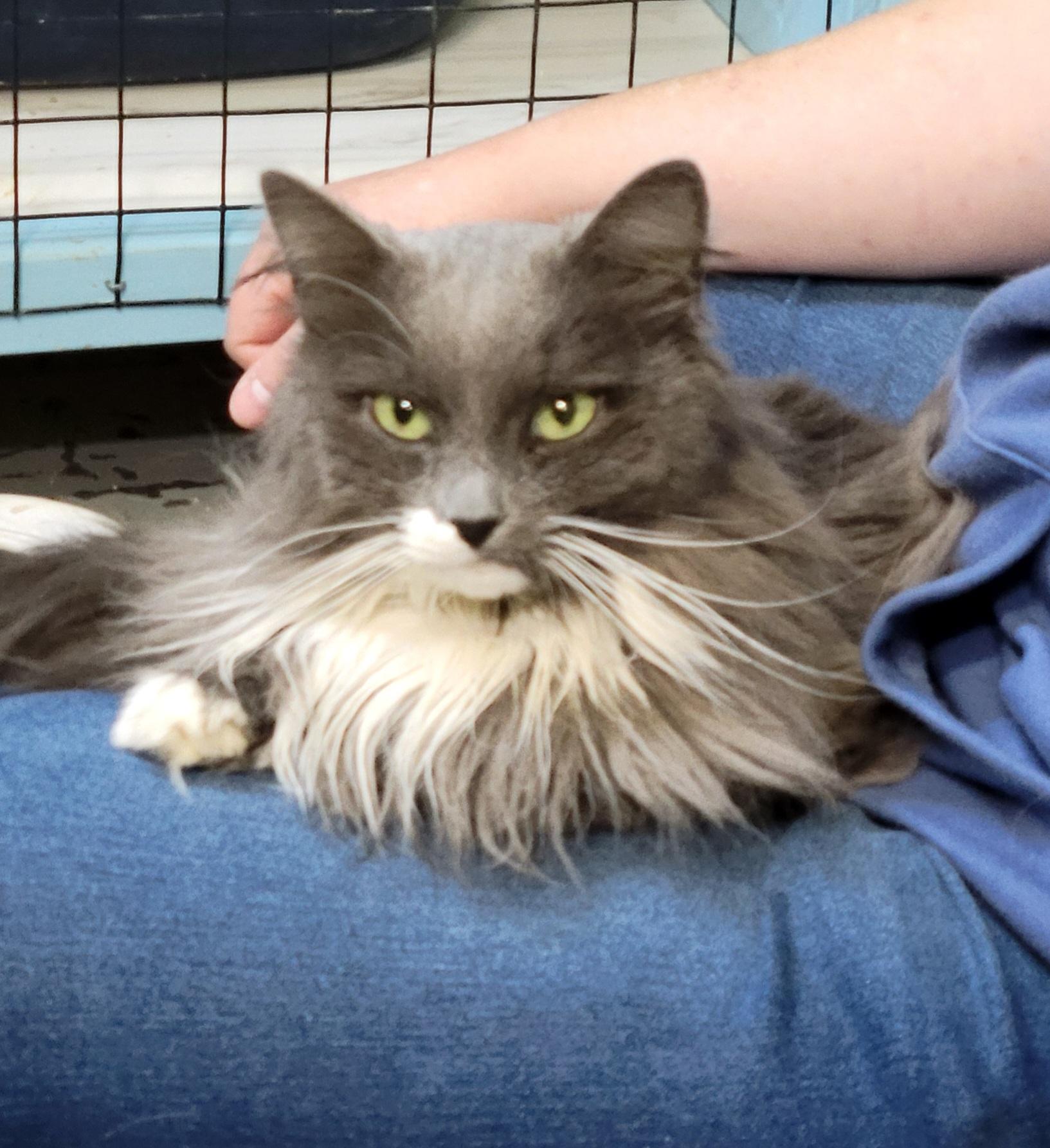 Enlarge Carol, a Adoptable mixed breed in Fairbanks, AK image 1/2