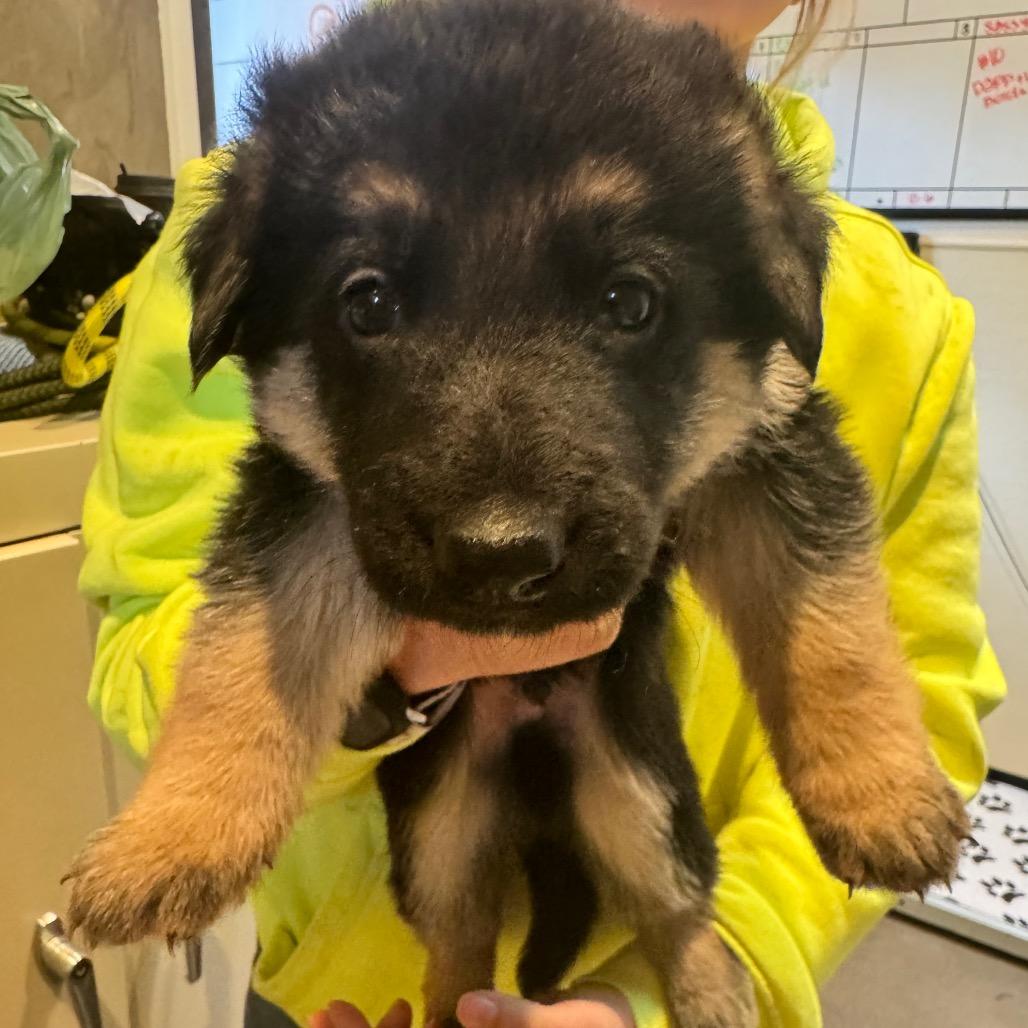Enlarge Calvin, a Adoptable German Shepherd Dog in Port Angeles, WA image 1/2