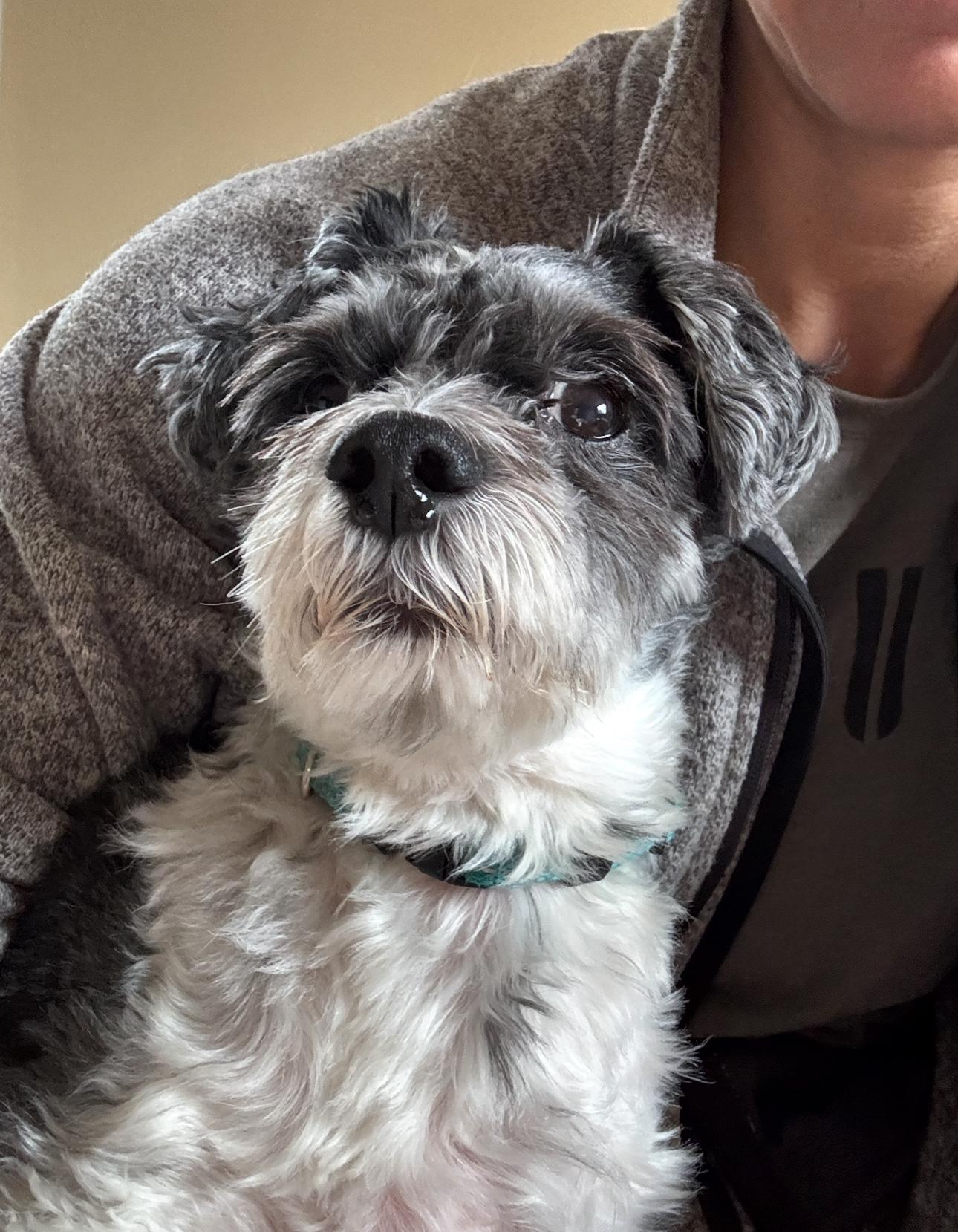 Toby, Adoptable, Adult Male Havanese & Schnoodle.