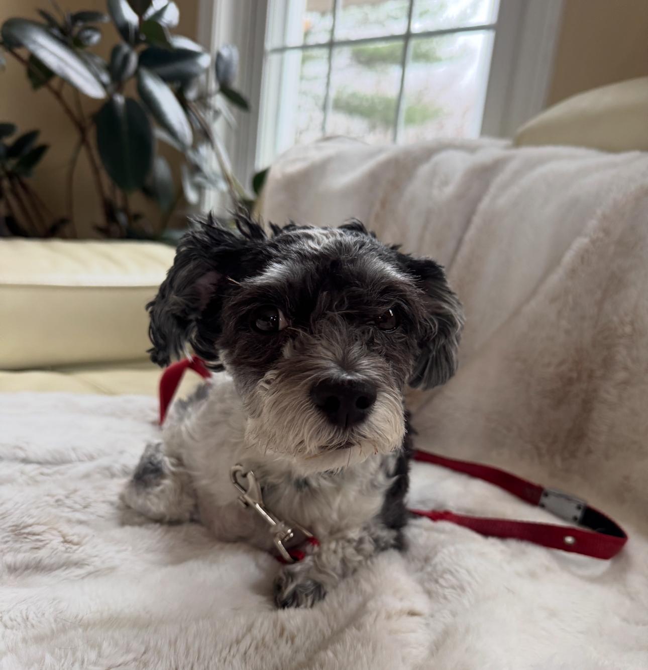 Enlarge Toby, a Adoptable mixed breed in Hilton Head Island, SC image 2/4