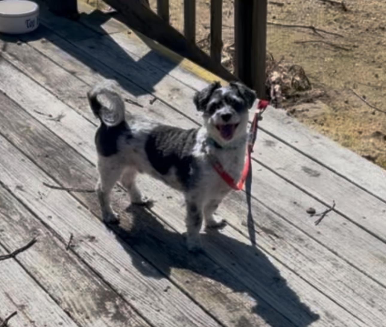 Enlarge Toby, a Adoptable mixed breed in Hilton Head Island, SC image 4/4