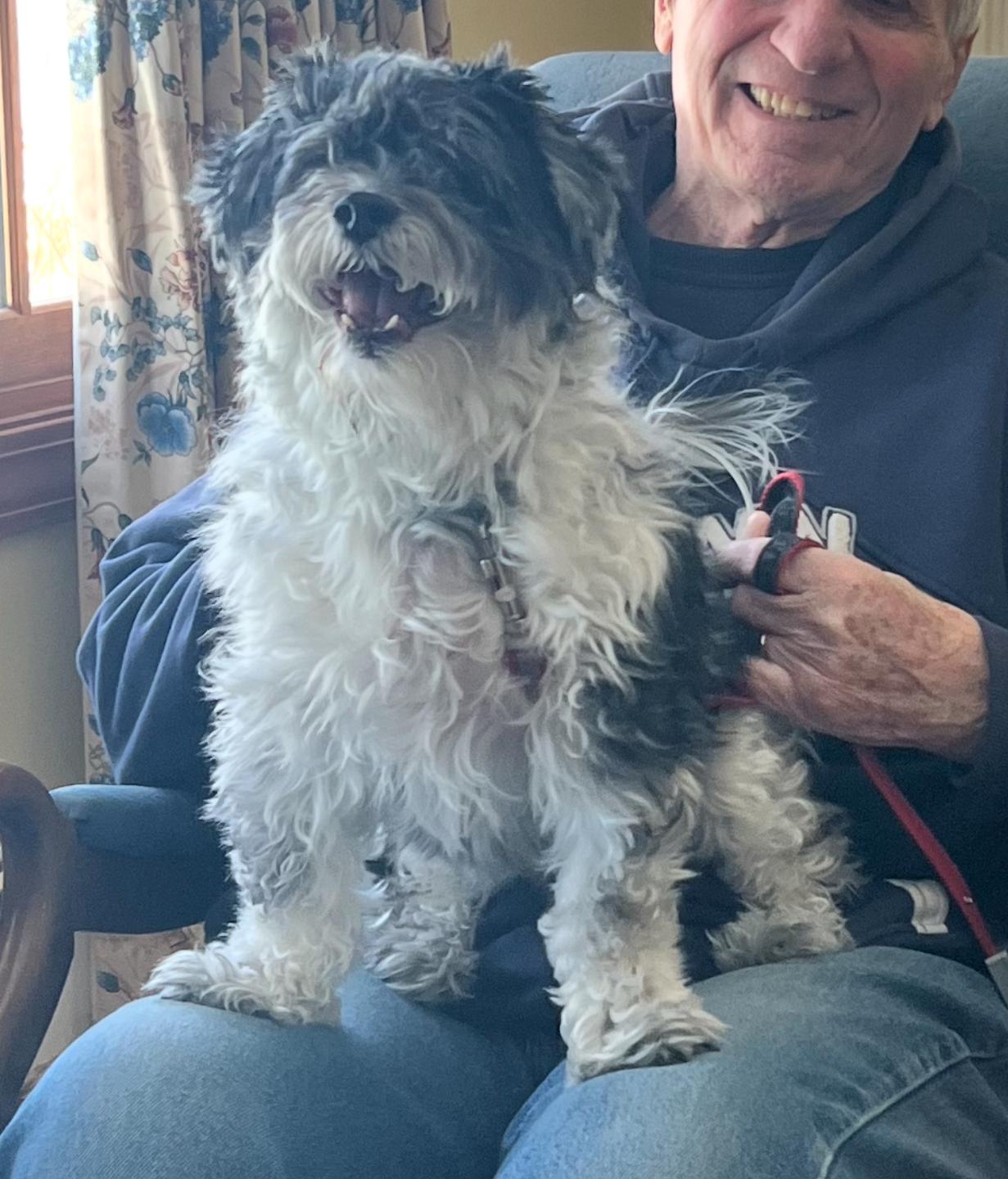 Enlarge Toby, a Adoptable mixed breed in Hilton Head Island, SC image 3/4