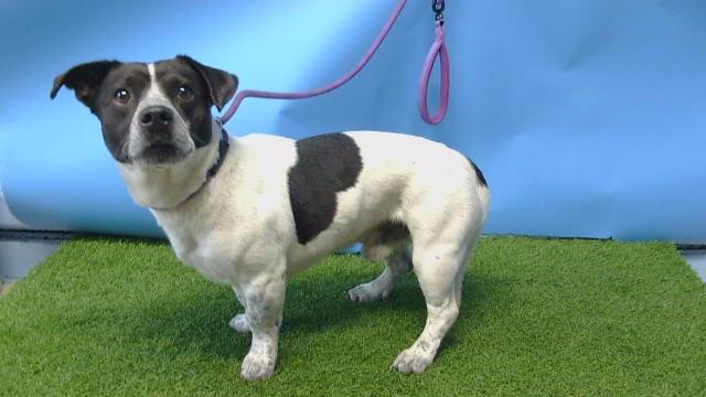 TORO, Adoptable, Young Male Terrier & Mixed Breed.
