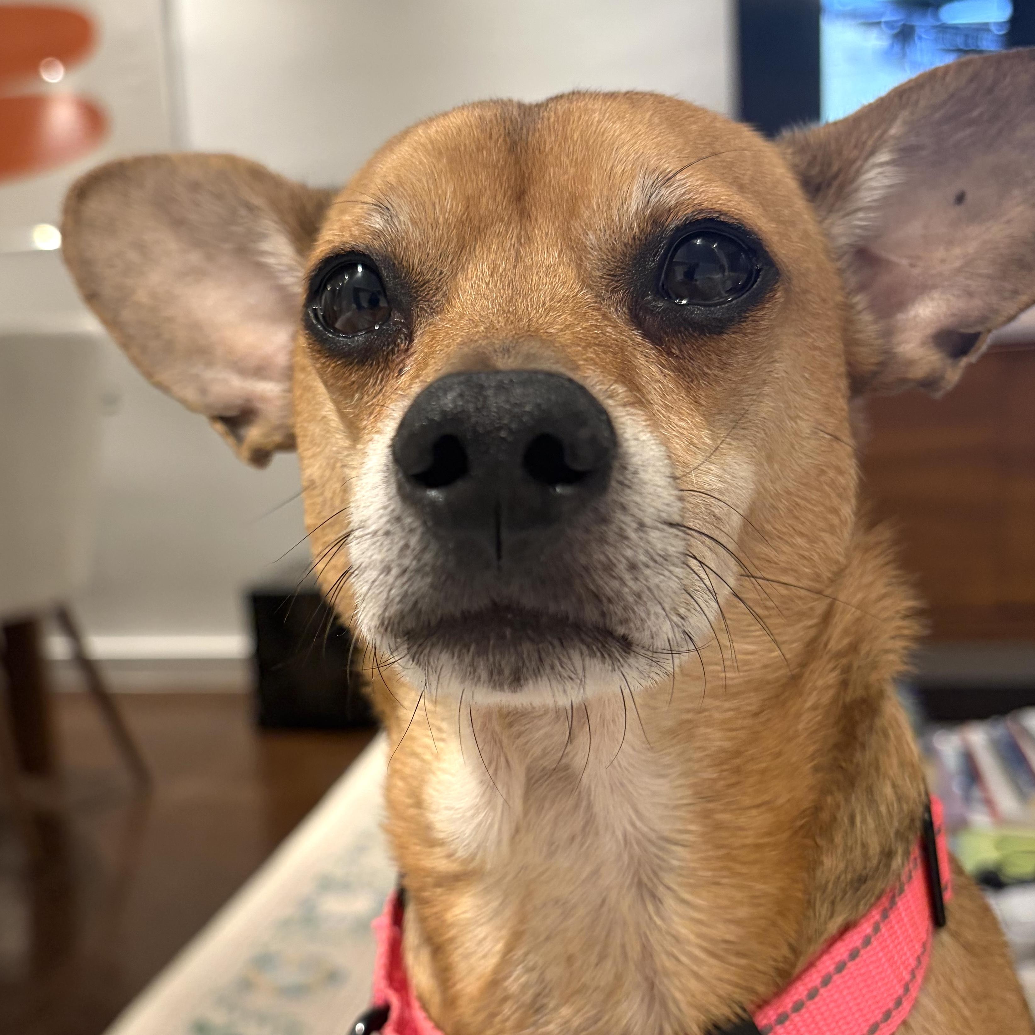 Billings, a Adoptable mixed breed in Brooklyn, NY image 3/6