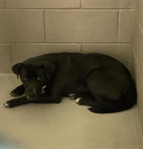 Enlarge Lottie, a Adopted mixed breed in Tigard, OR image 1/1