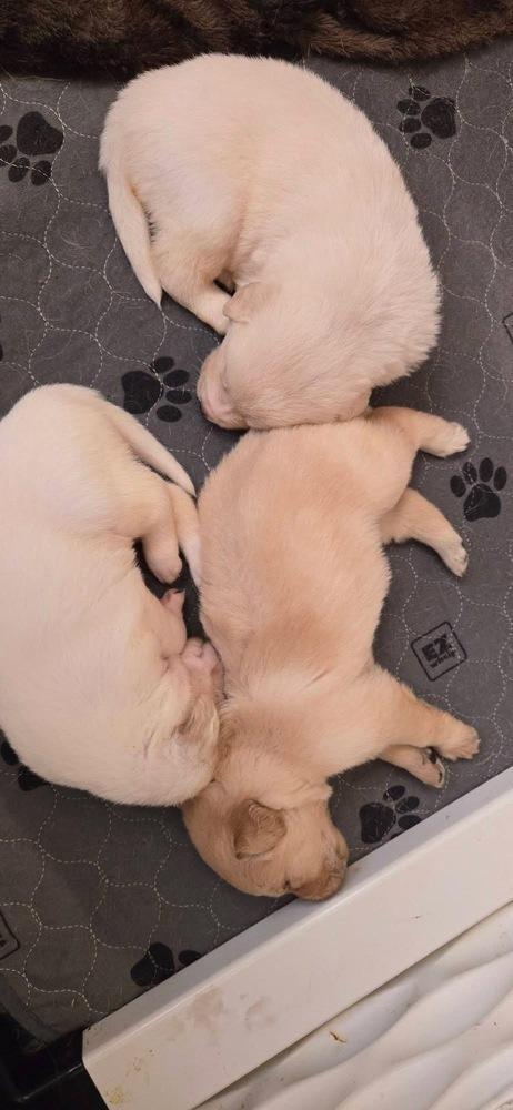 Enlarge Timashov / Poppy, a Adopted mixed breed in Broomfield, CO image 3/5