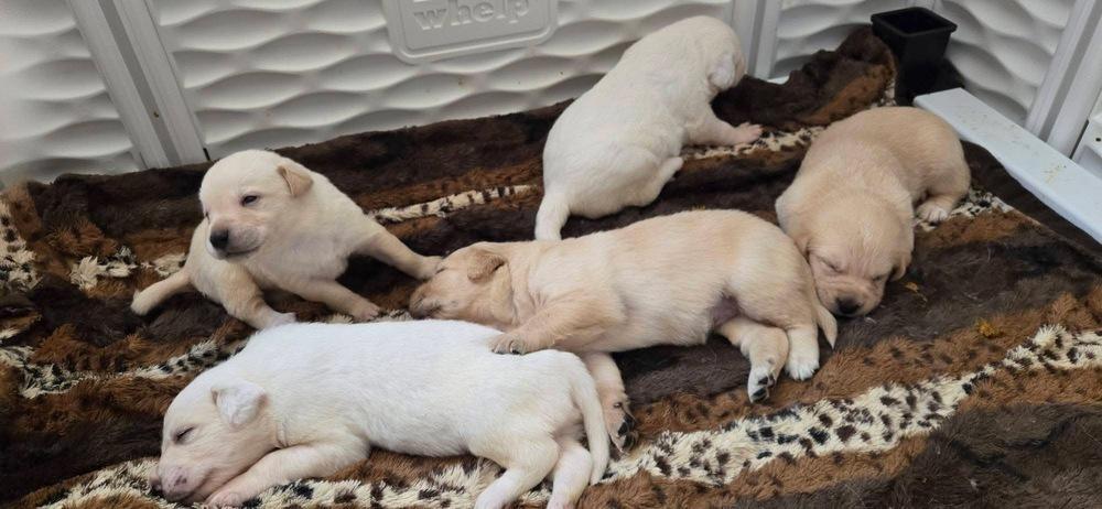 Enlarge Timashov / Poppy, a Adopted mixed breed in Broomfield, CO image 4/5