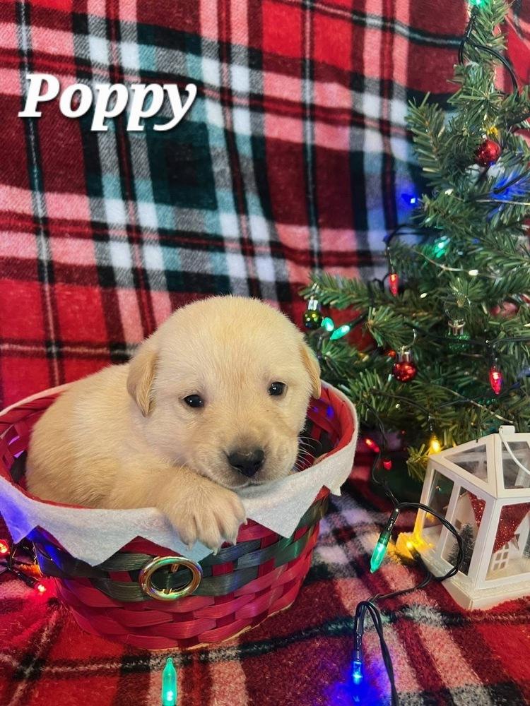 Enlarge Timashov / Poppy, a Adopted mixed breed in Broomfield, CO image 5/5