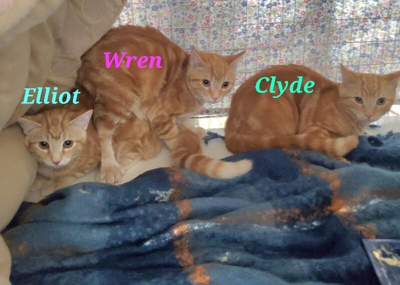 Wern, Adoptable, Young Female Domestic Short Hair.