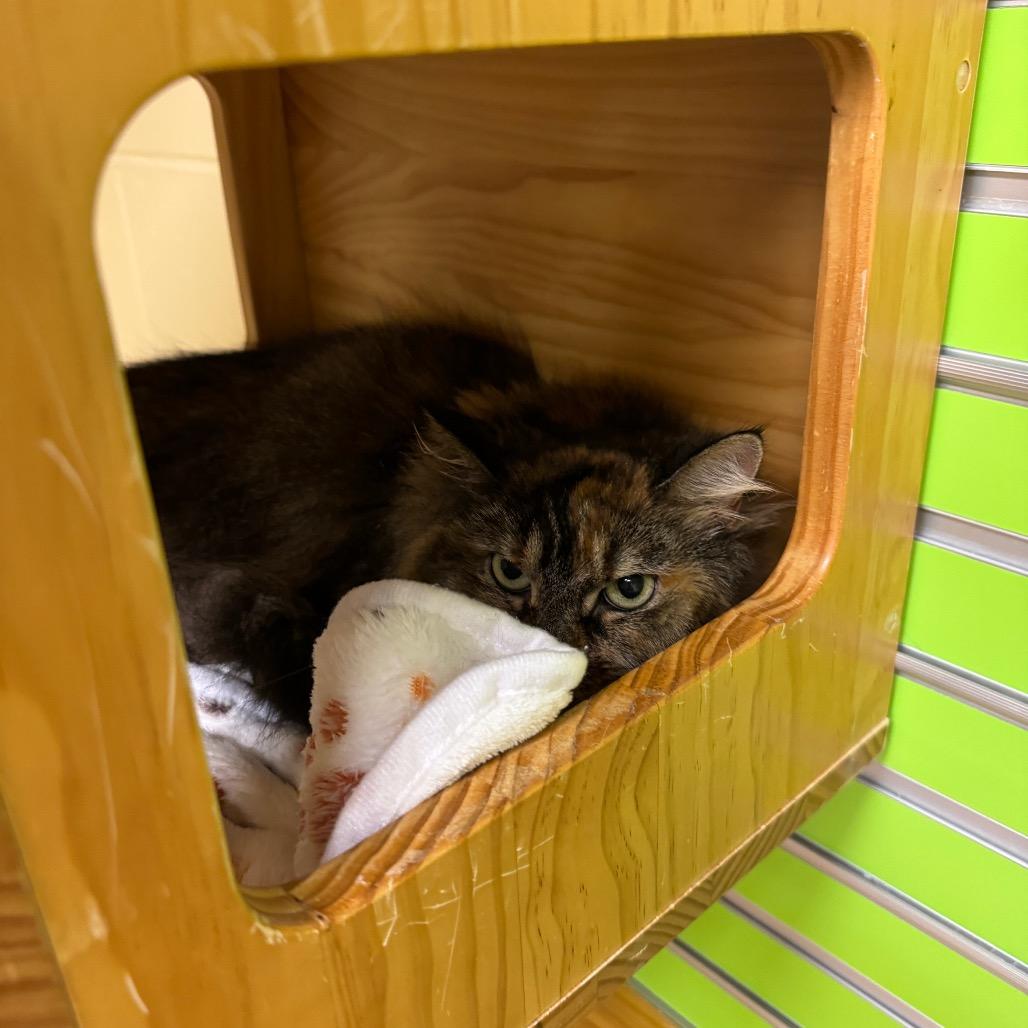 Luna, Adoptable, Adult Female Domestic Long Hair.