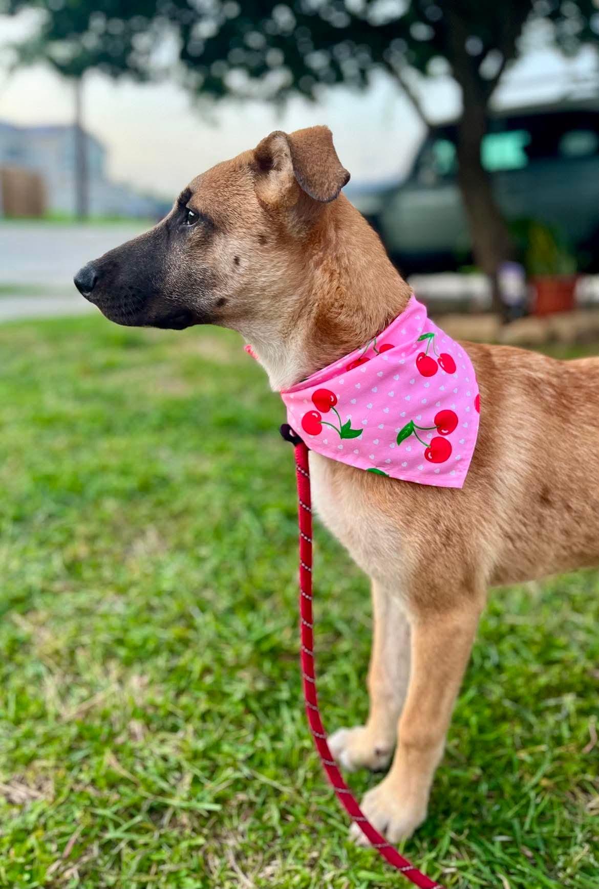 Enlarge Bonnie, a Adoptable mixed breed in Elk Grove Village, IL image 6/6