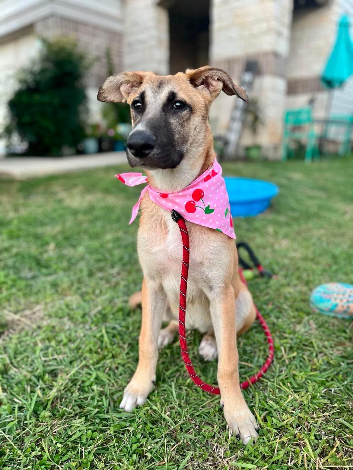 Enlarge Bonnie, a Adoptable mixed breed in Elk Grove Village, IL image 2/6