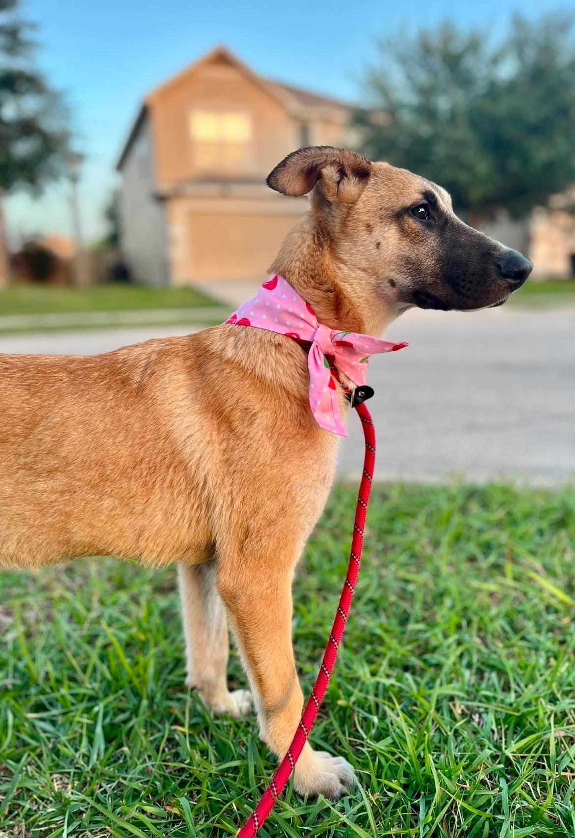 Enlarge Bonnie, a Adoptable mixed breed in Elk Grove Village, IL image 5/6