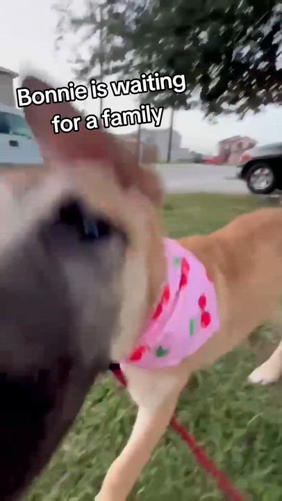 Enlarge Bonnie, a Adoptable mixed breed in Elk Grove Village, IL video 4/6