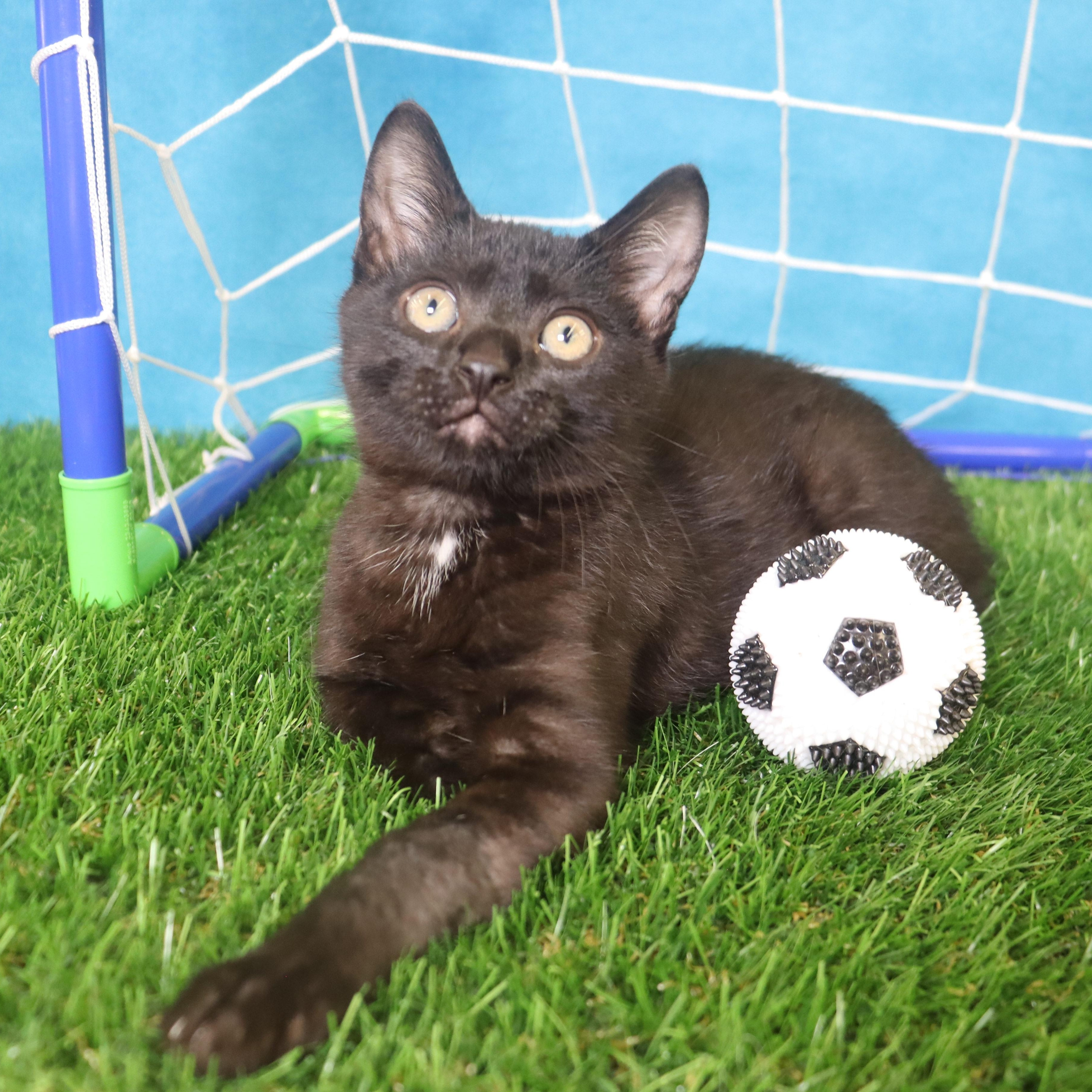 Little Dude - Mini House Panther, Adoptable, Kitten Male Manx.