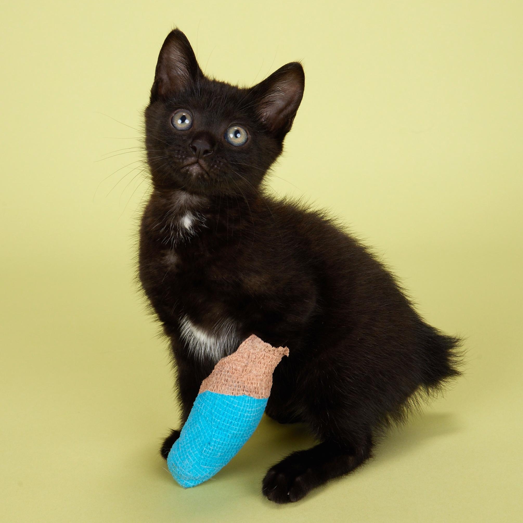 Enlarge Little Dude - Mini House Panther, a Adoptable Manx in League City, TX image 5/6
