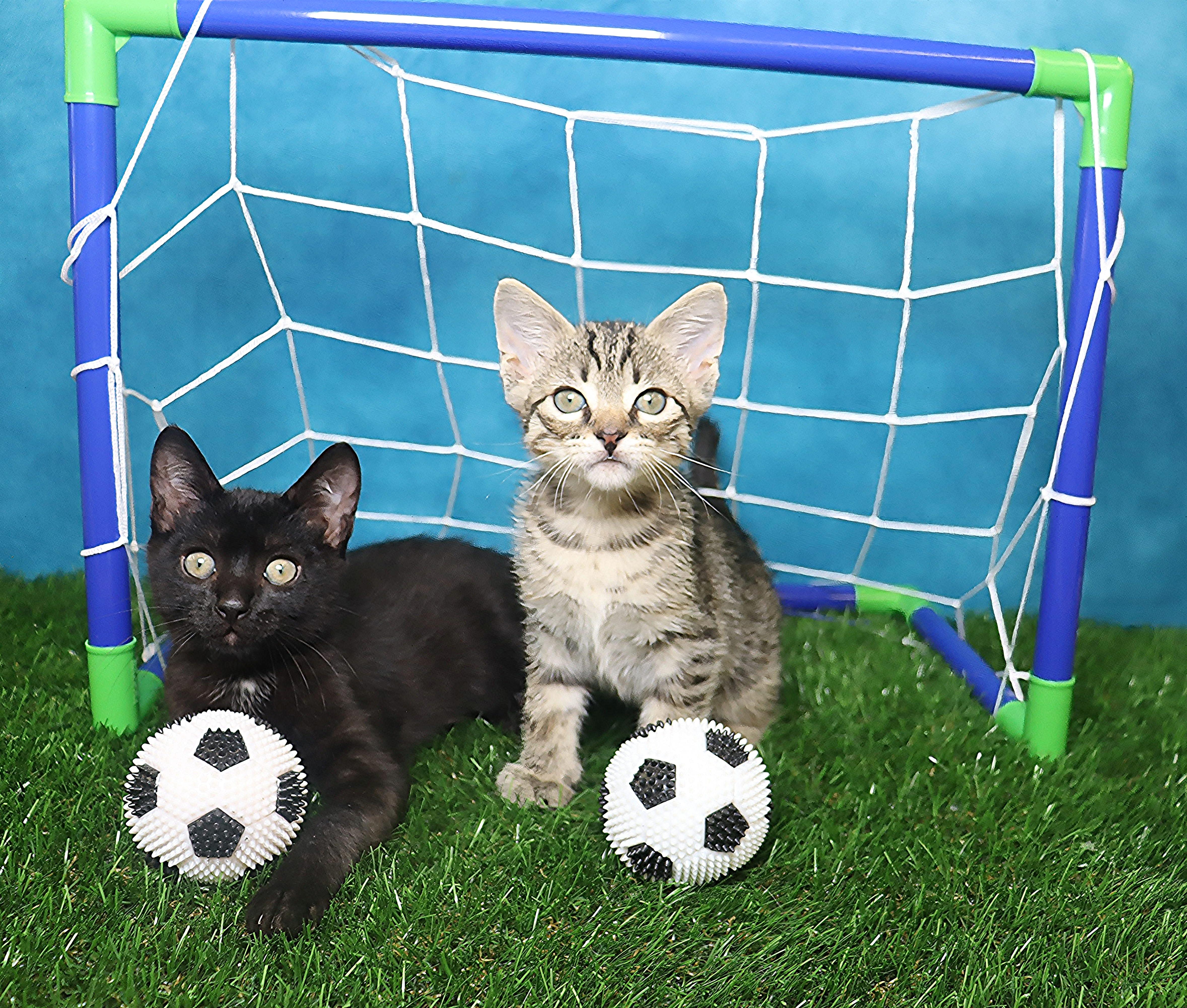 Enlarge Little Dude - Mini House Panther, a Adoptable Manx in League City, TX image 3/6